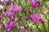 Magnolienblüte 2017 04