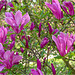 Magnolienblüte 2017 04