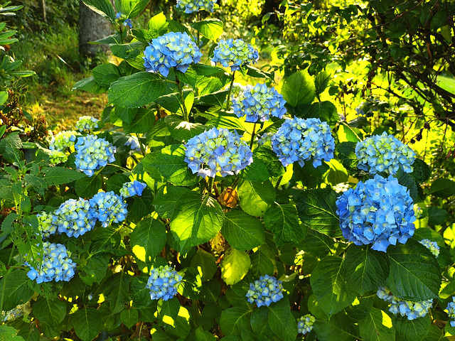 Hortensias / Hydrangeas [EXPLORER]