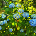 Hortensias / Hydrangeas [EXPLORER]