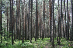 Pines near Panider