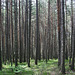 Pines near Panider