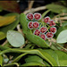 Hoya sp. GPS 7-35 (3)