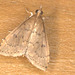 IMG 7140micromothCanonEOS60mm