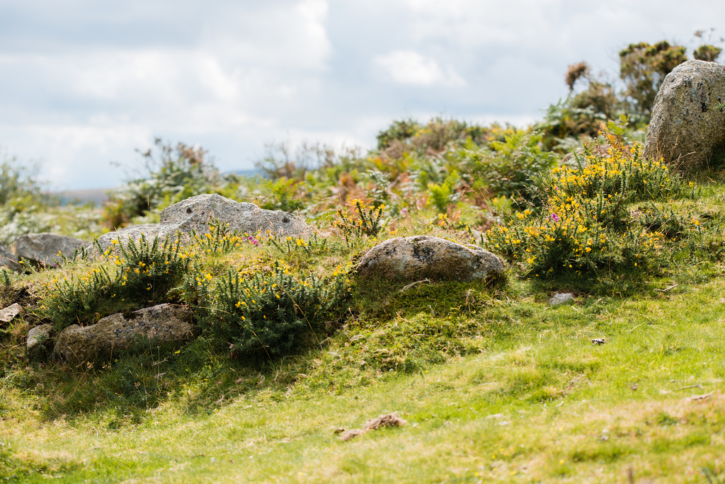 Dartmoor - 20150831