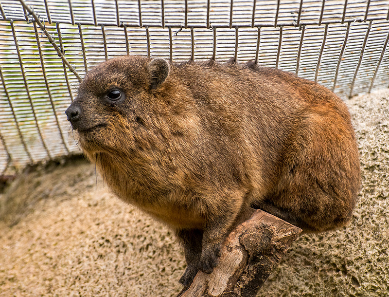 Rock hyrax