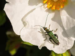 Thick Legged Flower Beetle