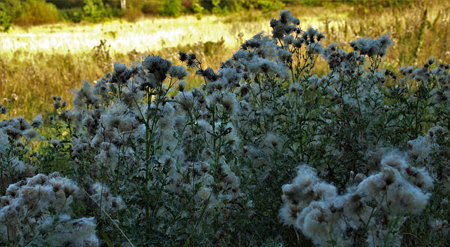 Fluffy Fairy Balls!!!