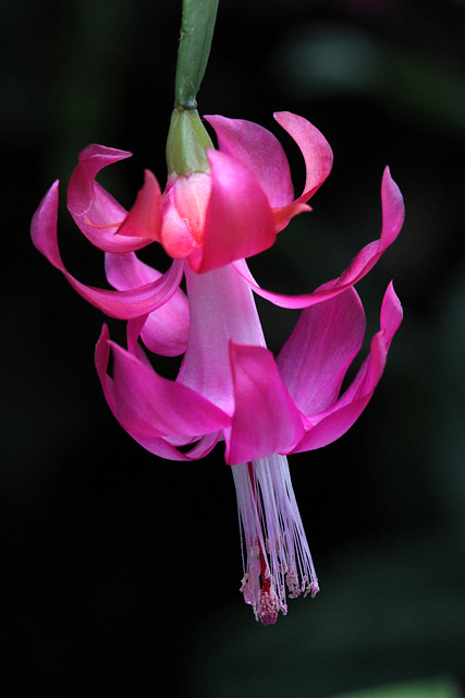 Christmas Cactus