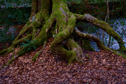 Moss covered tree roots