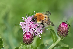 Common Carder Bee on Meadow Thistle - Circium dissectum