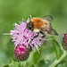 Common Carder Bee on Meadow Thistle - Circium dissectum