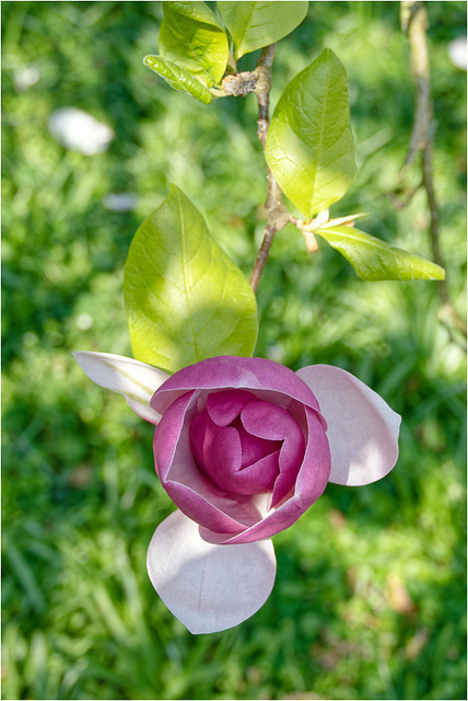 Magnolienblüte 2017 05 Magnolienblüte 2017 05