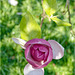 Magnolienblüte 2017 05
