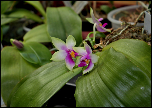 Phalaenopsis bellina (2)