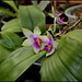 Phalaenopsis bellina (2)