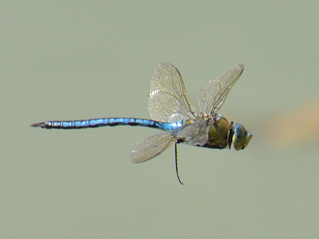 Blue Emperor m (Anax imperator) DSB 1488