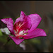 Bauhinia variegata (2)