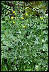 Ranunculus polyanthemos