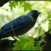 Eurasian Jackdaw (Corvus Monedula)