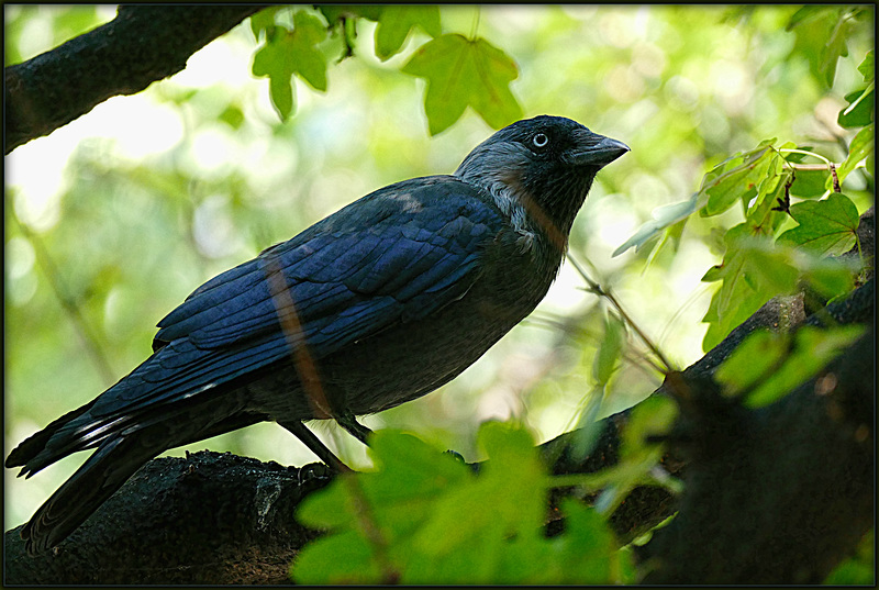 Eurasian Jackdaw (Corvus Monedula)