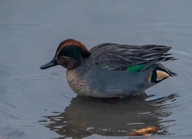 Teal6