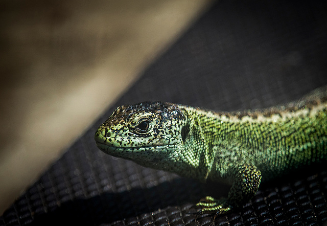 Sand lizard