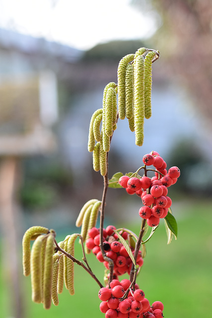 Arrangement von roten Beeren und Haselblüten