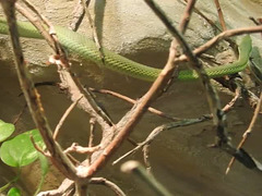 20200301 6613CP~V [D~MS] Langnasen-Strauchnatter (Philodyras baroni), Zoo,  Münster