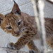 Wildcat kitten - Swedish Lynx