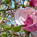Magnolienblüte 2017 06