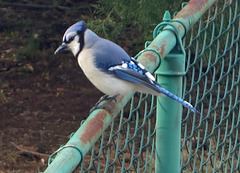 blue jay