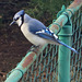 blue jay