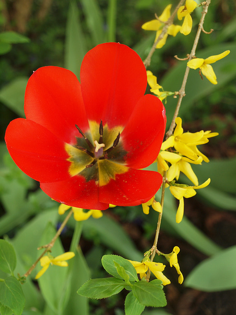 Tulpe und Forsythie