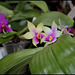 Phalaenopsis bellina
