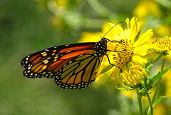 Monarch Saturday ! ~ Monarch butterfly (Danaus plexippus)10-10-2015