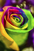 Rosa arco iris (rainbow rose)