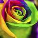 Rosa arco iris (rainbow rose)