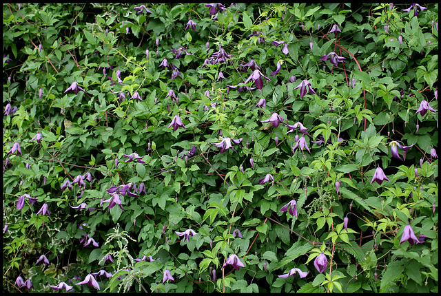 Clématite - Clematis viticella