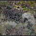 Couverture de rocher - Sedum rupestre et Cladonia uncialis