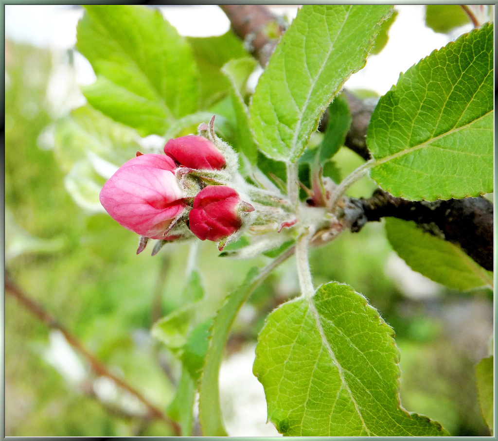 Apple blossoms... ©UdoSm