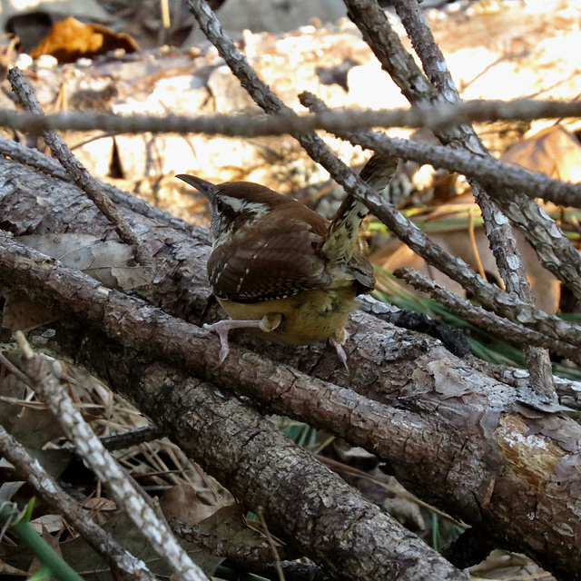 Carolina wren