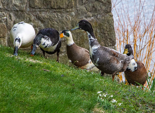 Ducks at Wittington castle.