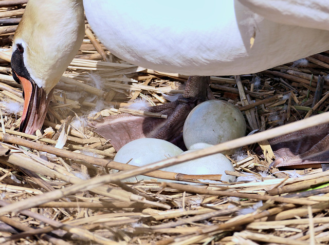 Seltsam, ein Ei nach dem Anderen verschwindet. Nur noch 3 Eier im Nest.   (PiP)