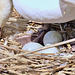 Seltsam, ein Ei nach dem Anderen verschwindet. Nur noch 3 Eier im Nest.   (PiP)