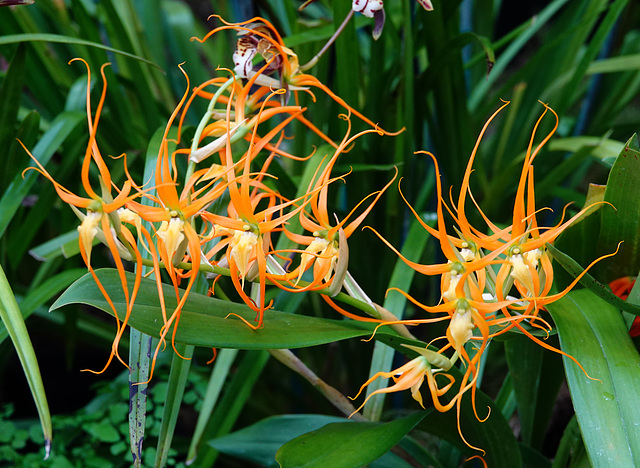 Brassia pozoi