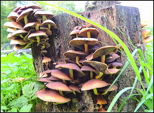 Mushroom wall