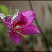 Bauhinia variegata (3)