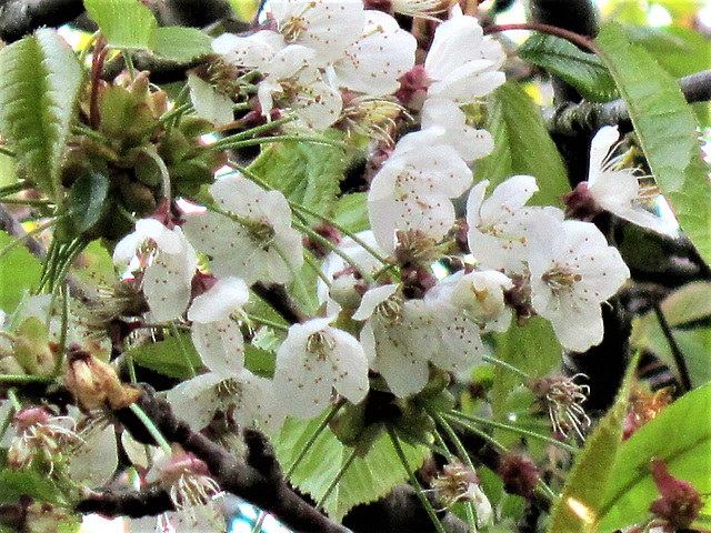 Still looks pretty but the blossom has almost gone