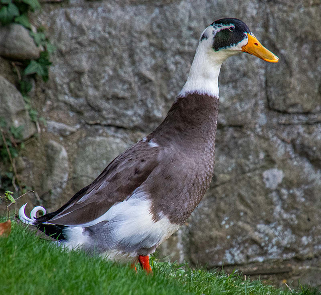 Wittington castle duck